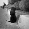 catwithhat