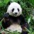 panda09